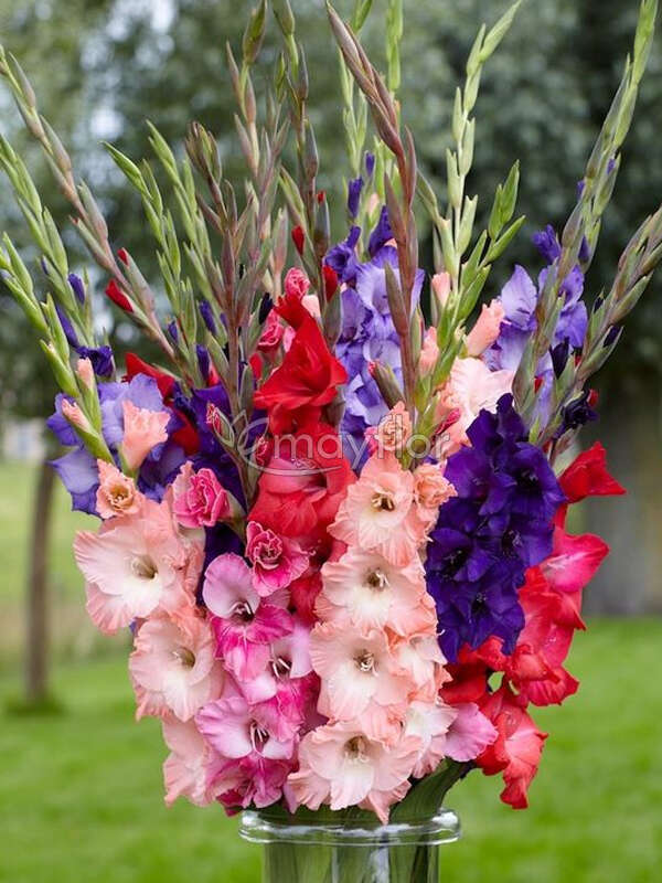 Гладиолусы