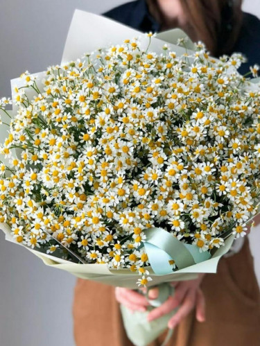 Полевые ромашки