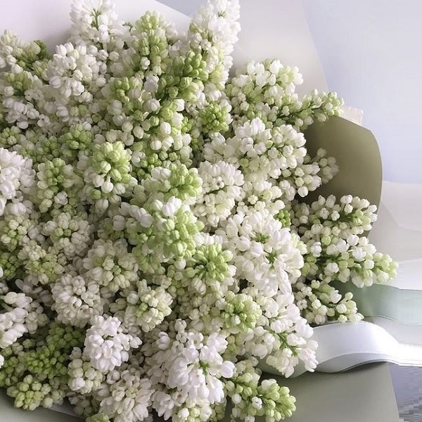 Весенняя сирень